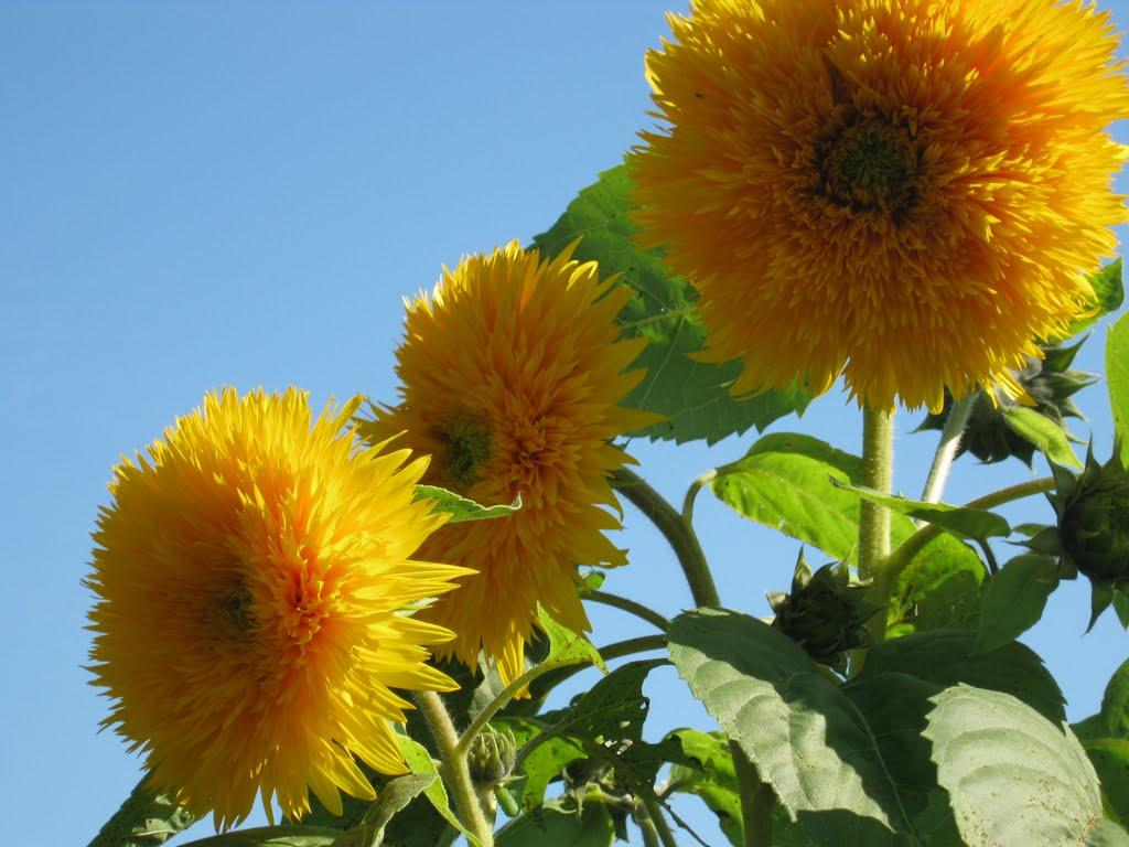 Камінь з panoramio.com - Камінь