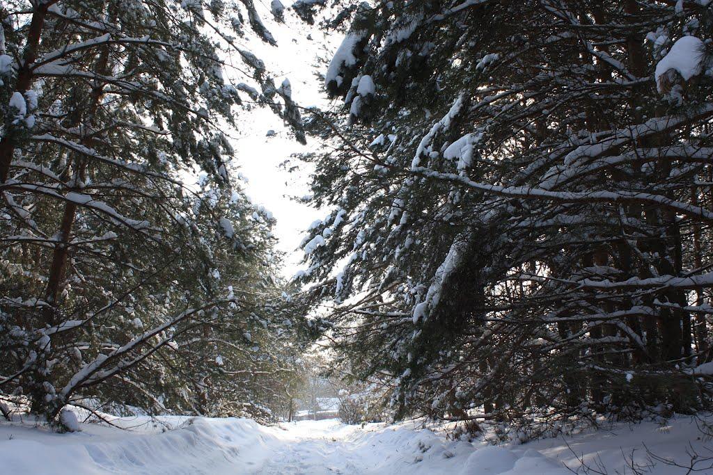 Хоцьки з panoramio.com - Хоцки