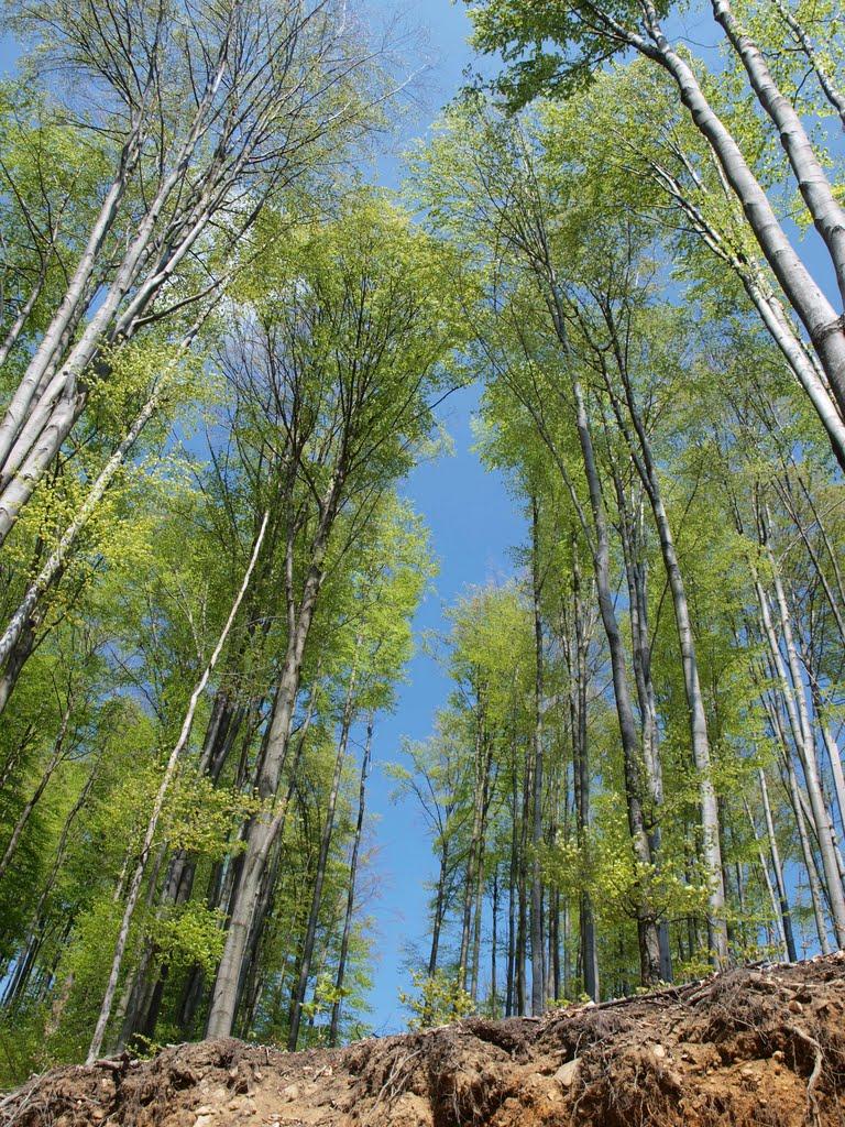 Синяк з panoramio.com - Синяк