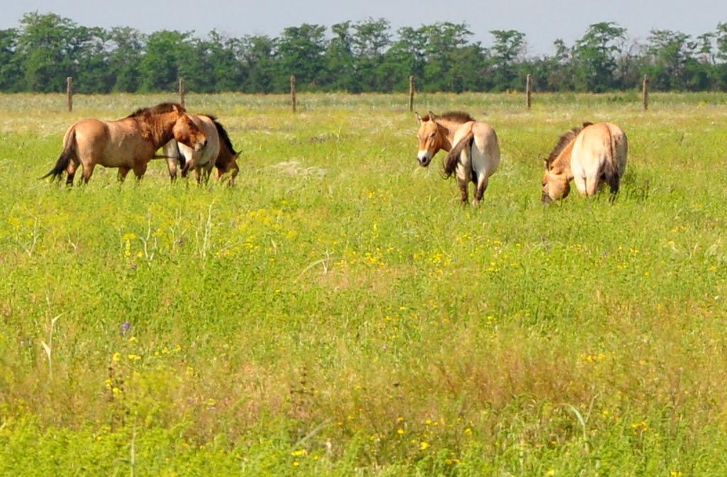Іллінка з panoramio.com - Іллінка