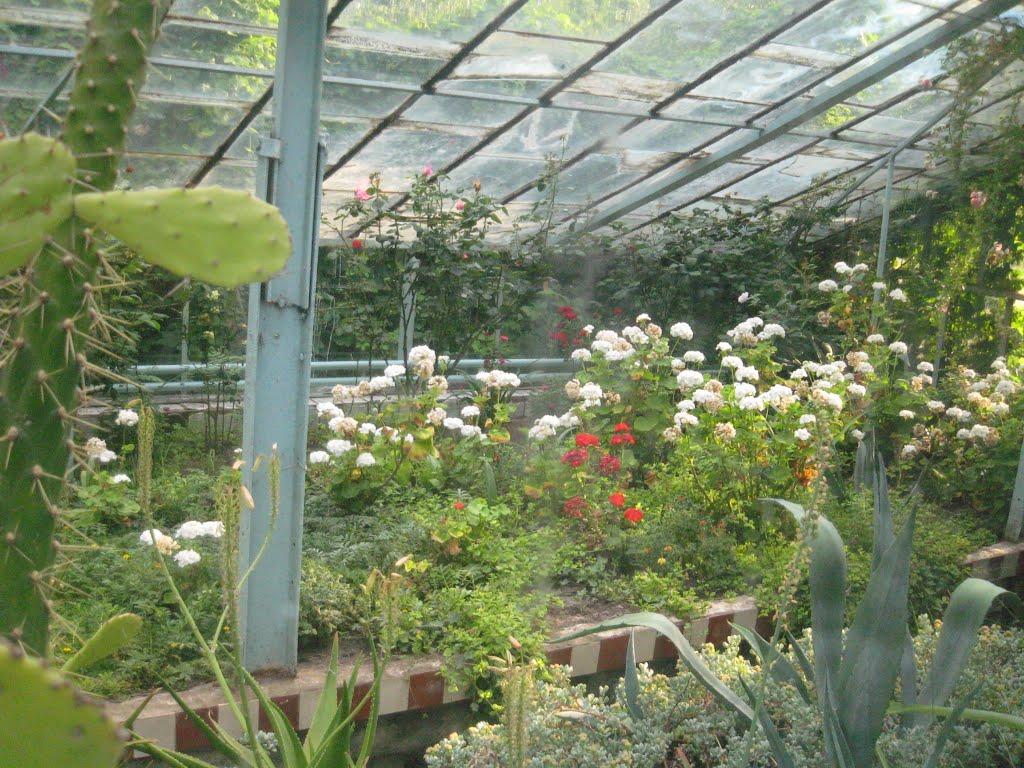 Павлиш з panoramio.com - Павлыш