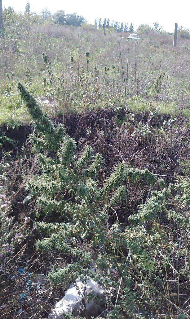 Новий Донбас з panoramio.com - Новый Донбасс