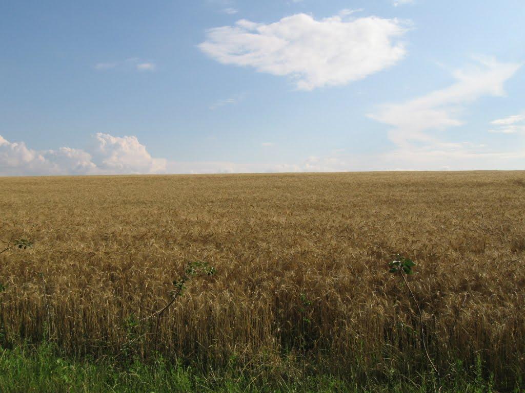 Сорокотяга з panoramio.com - Сорокотяга