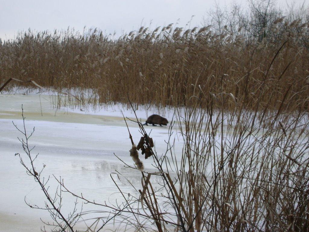 Проців з panoramio.com - Процев