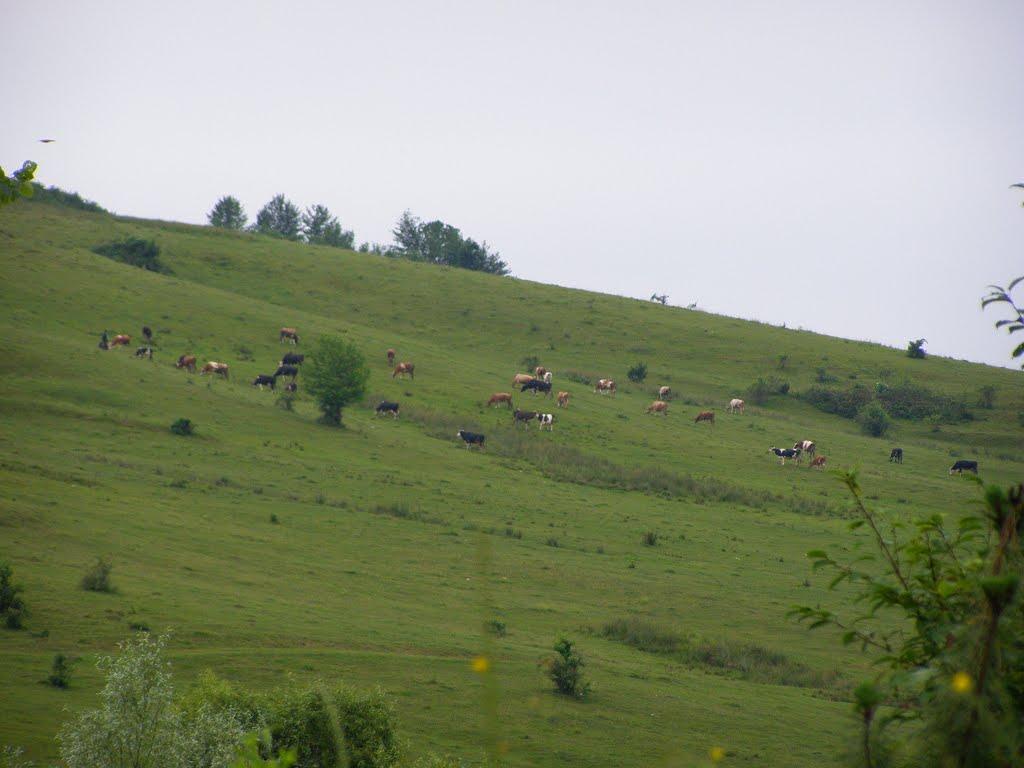 Старий Угринів з panoramio.com - Старый-Угринов