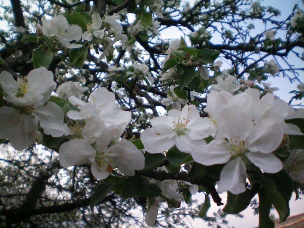 Осьмаки з panoramio.com - Осьмаки