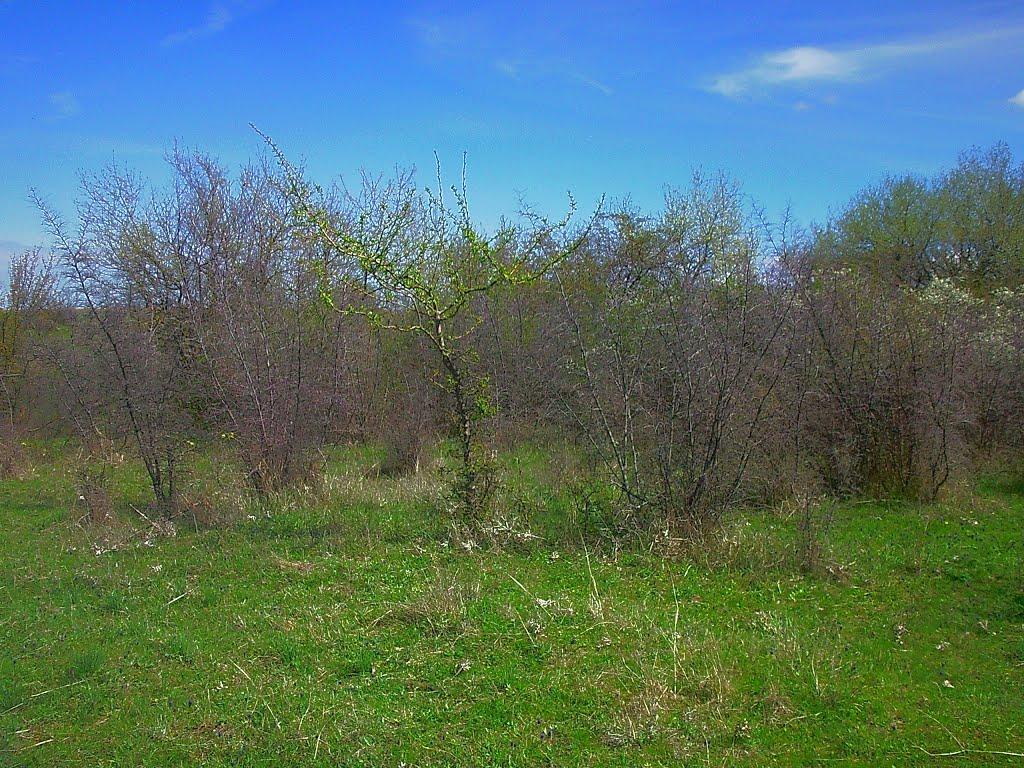 Приятне Свідання з panoramio.com - Приятне Свідання