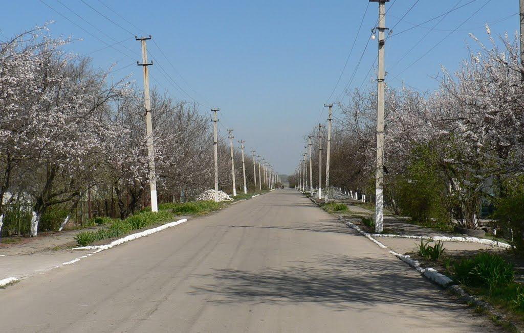 Біленьке з panoramio.com - Беленькое