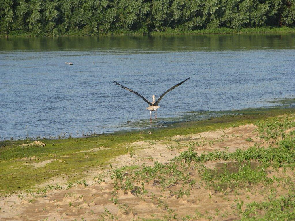 Ушня з panoramio.com - Ушня