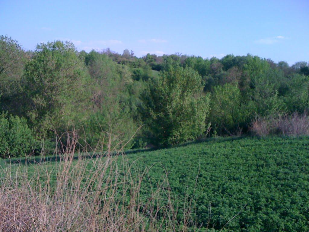 Новоархангельськ з panoramio.com - Новоархангельськ