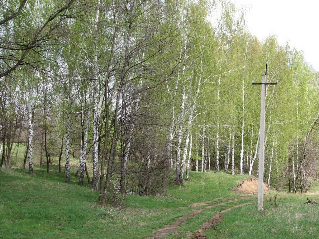 Шестакове з panoramio.com - Шестаково