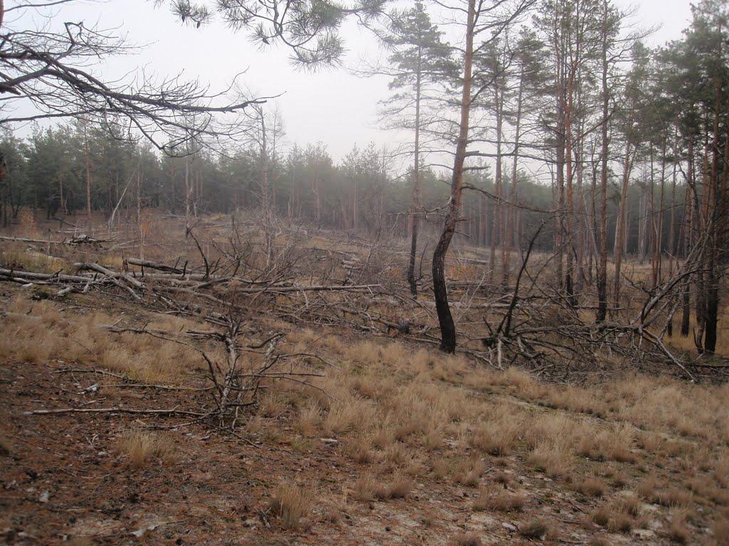 Гостомель з panoramio.com - Гостомель