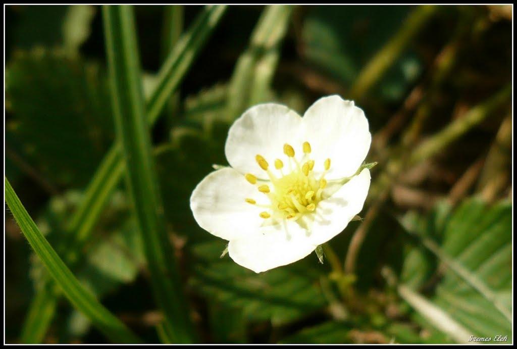Галабор з panoramio.com - Галабор