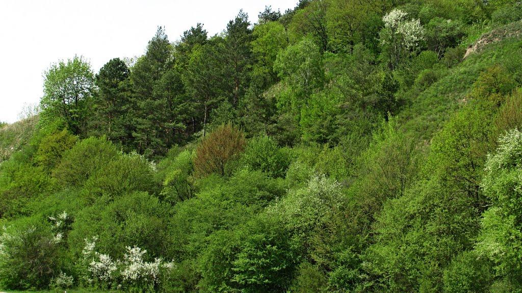 Зозів з panoramio.com - Зозів