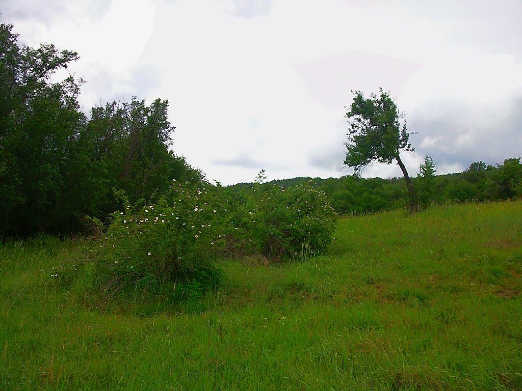 Щасливе з panoramio.com - Счастливое