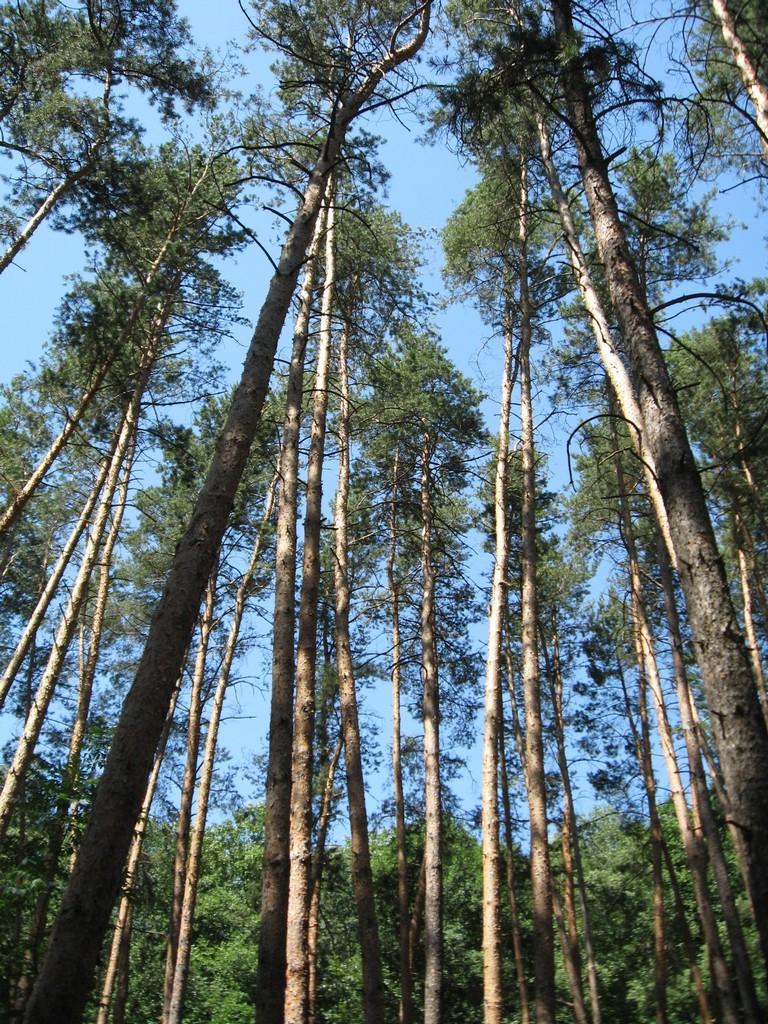 Шипилівка з panoramio.com - Шипилівка