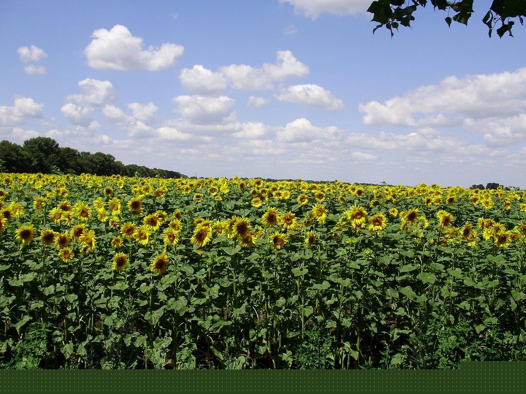 Весняна Квітка з panoramio.com - Весняная Квитка