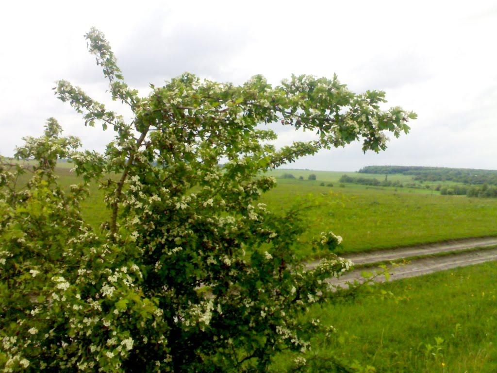 Держанівка з panoramio.com - Держанівка