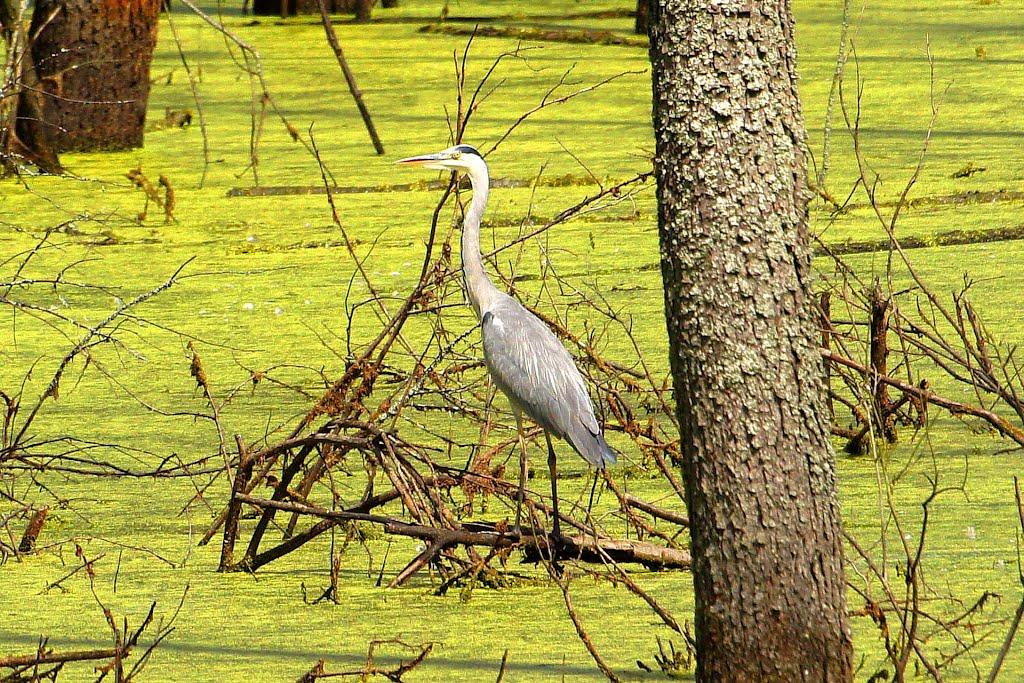 Кошари з panoramio.com - Кошари