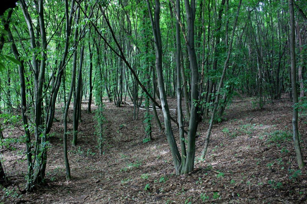 Григорівка з panoramio.com - Григорівка