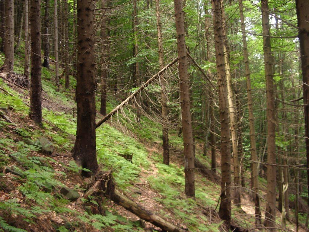 Фальків з panoramio.com (ч.2) - Фальків