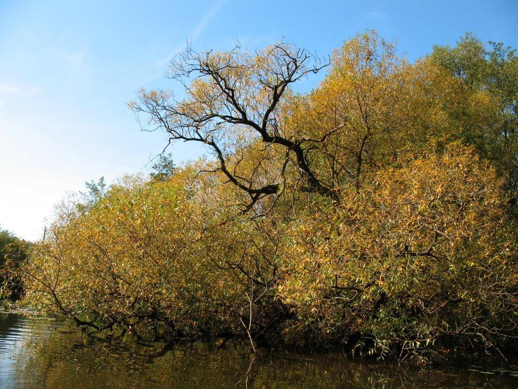 Івачів Горішній з panoramio.com - Ивачев Горишний