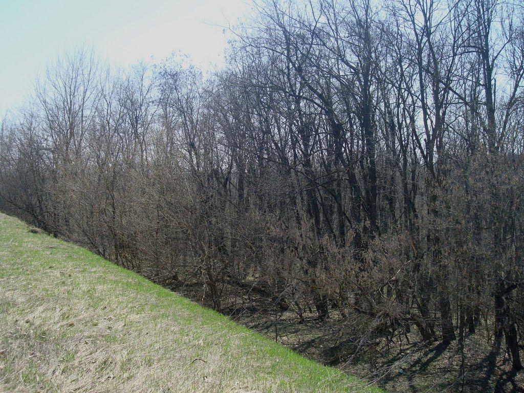 Чапаєвка з panoramio.com - Малые Коростовцы