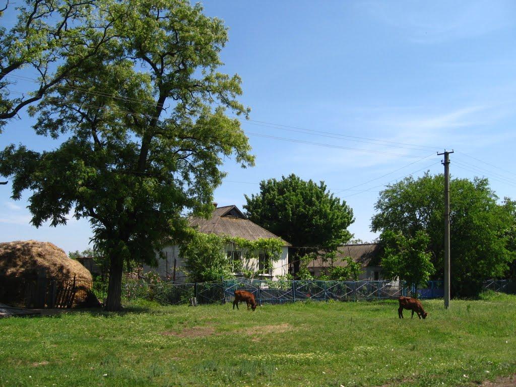 Новомалинівка з panoramio.com - Новомалинівка