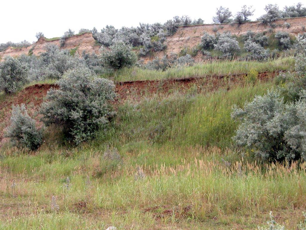 Приозерне з panoramio.com - Приозерне