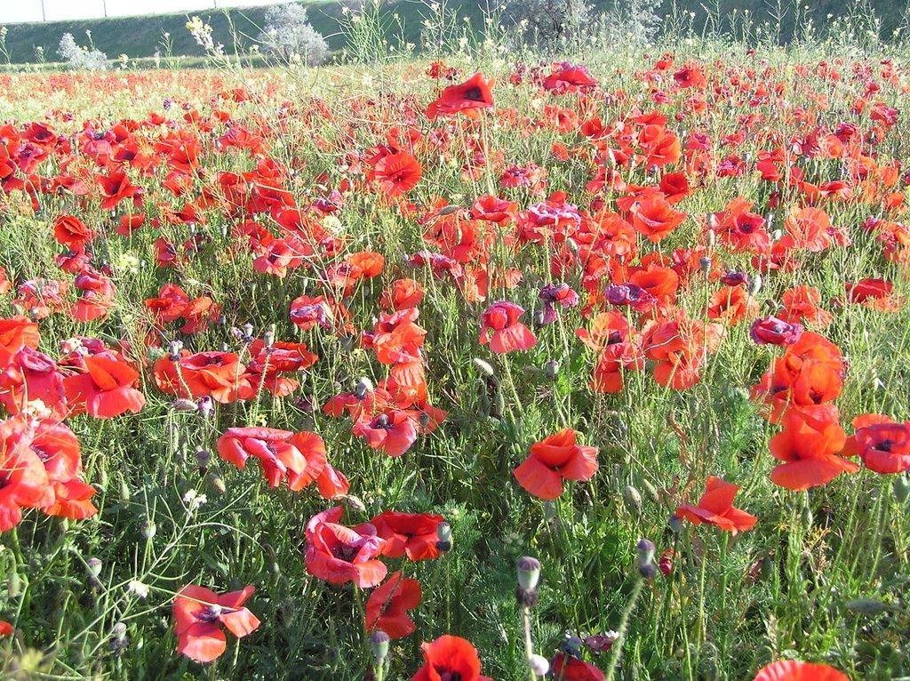 Воронівка з panoramio.com - Воронівка