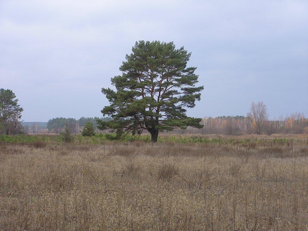 Глібівка з panoramio.com - Глебовка
