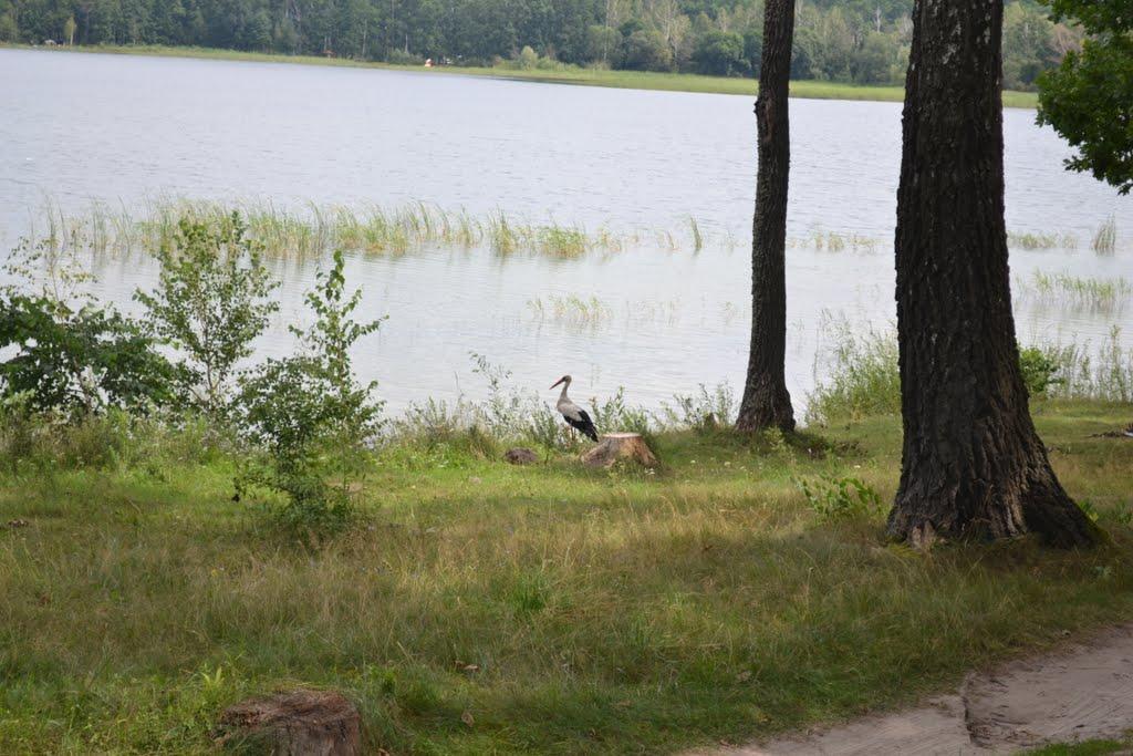 Королівка з panoramio.com - Королівка