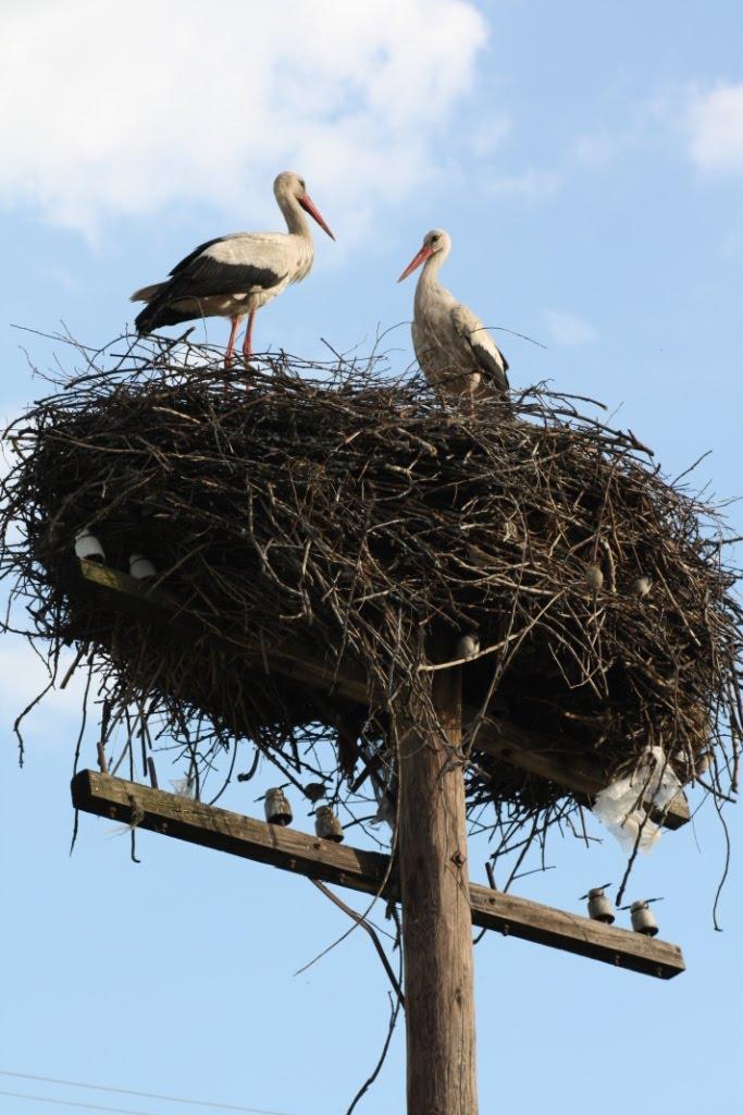 Хоцьки з panoramio.com - Хоцки