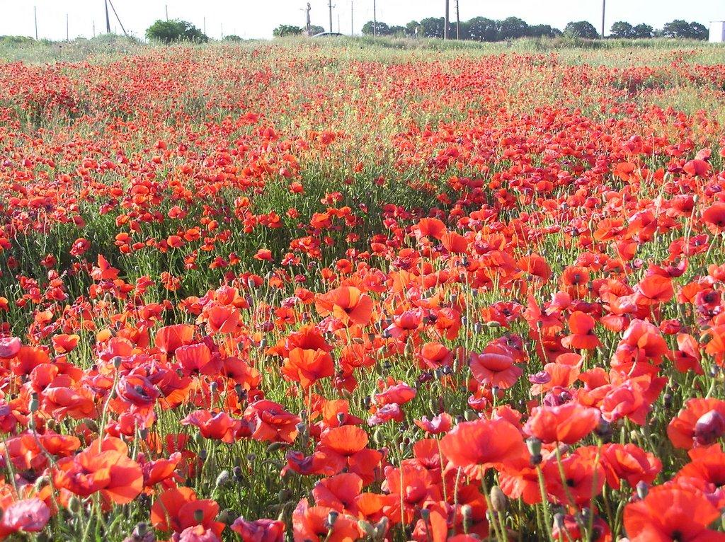 Воронівка з panoramio.com - Воронівка