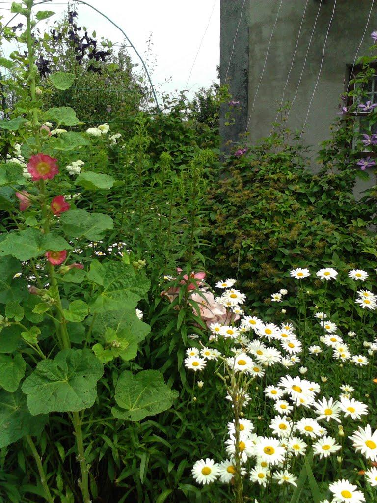 Дядьковичі з panoramio.com - Дядьковичі