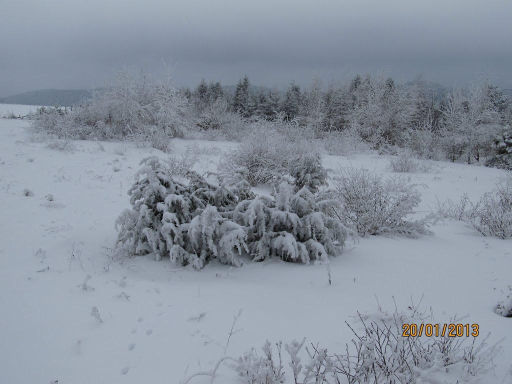 Дністрик-Дубовий з panoramio.com - Дністрик-Дубовий