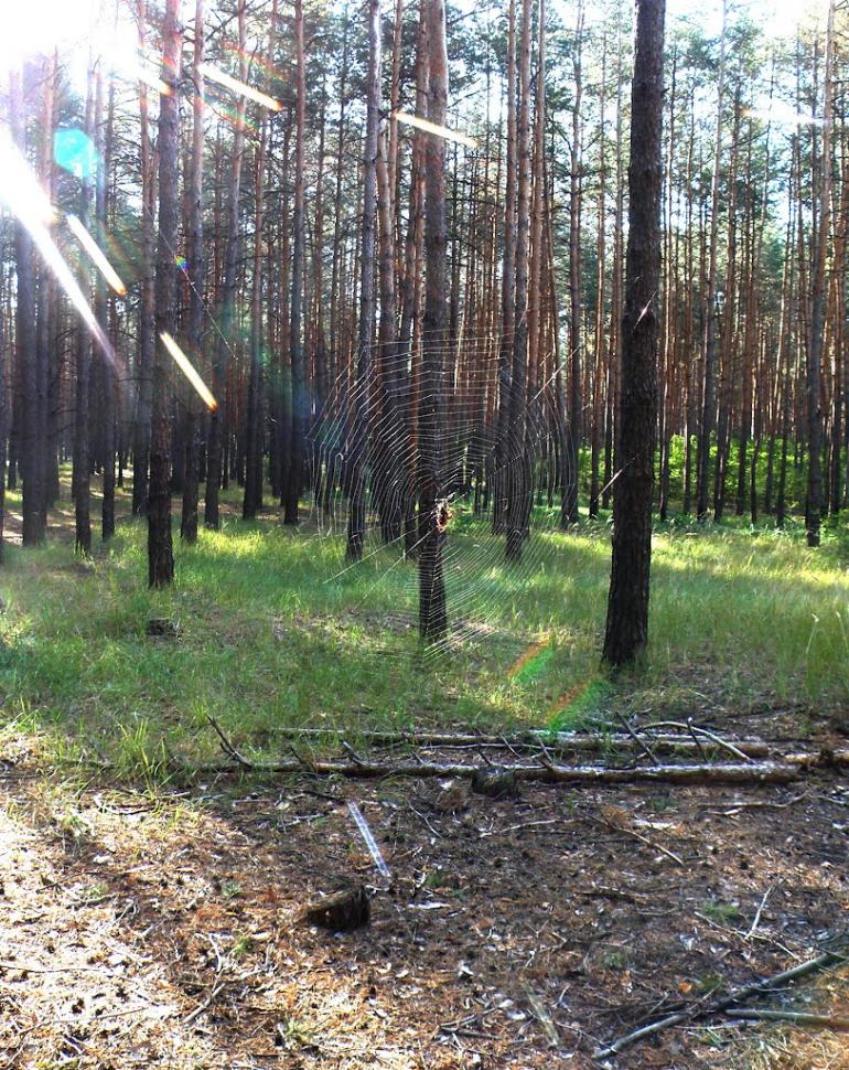 Вороньків з panoramio.com - Воронков