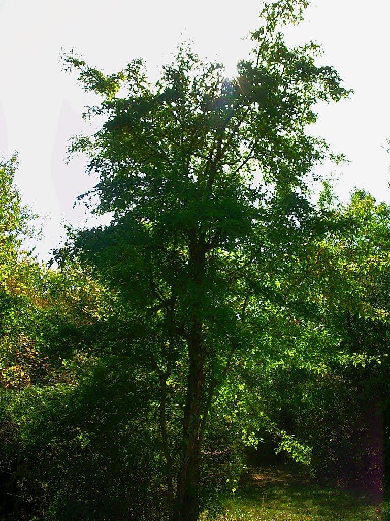 Плотинне з panoramio.com - Плотинное