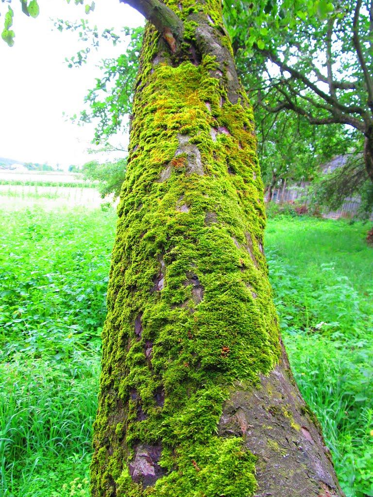 Подусільна з panoramio.com - Подусільна