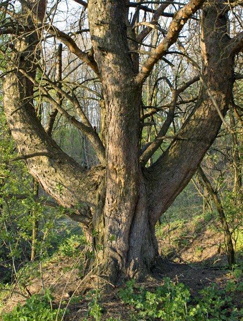 Кролевець з panoramio.com - Кролевець