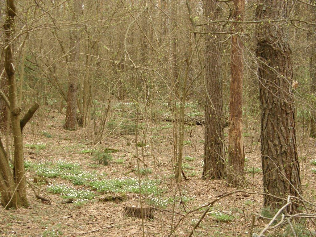 Довга Гребля з panoramio.com - Довга Гребля