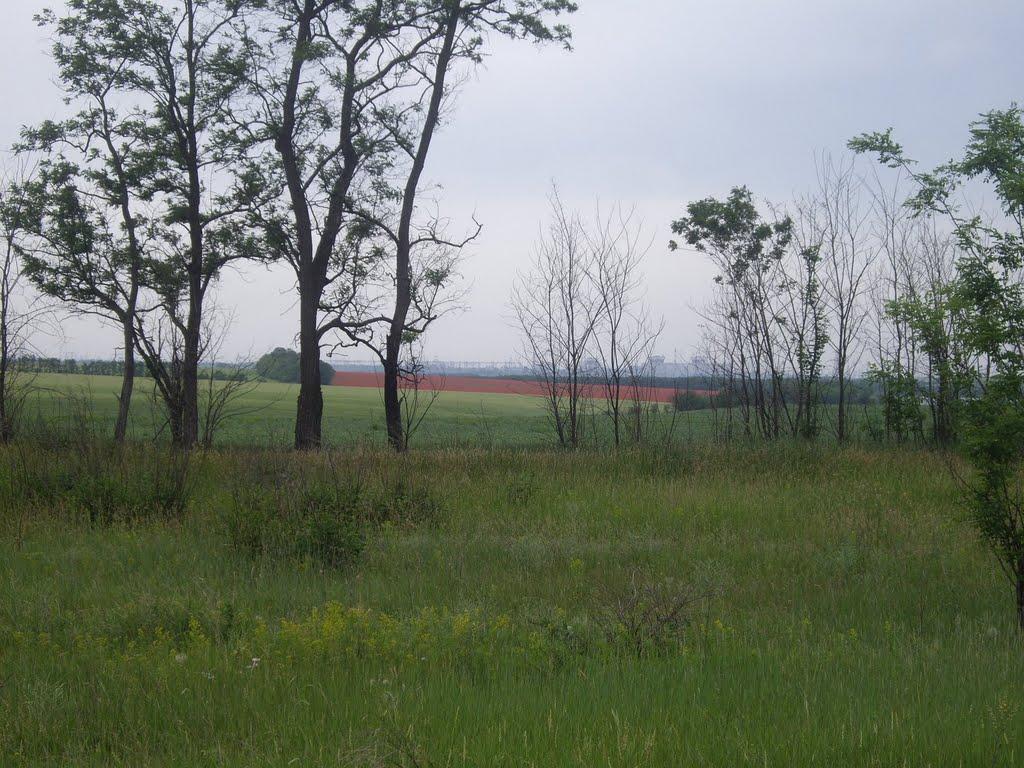 Кавуни з panoramio.com - Кавуни