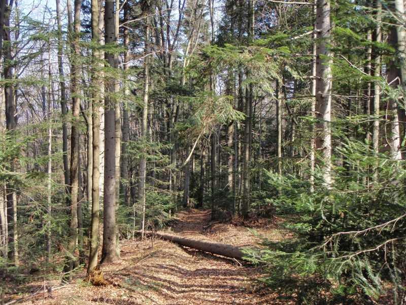 Вишка з panoramio.com - Вышка