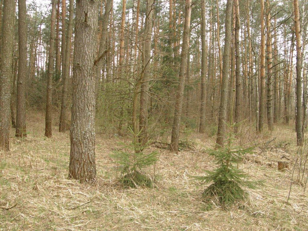 Довга Гребля з panoramio.com - Довга Гребля