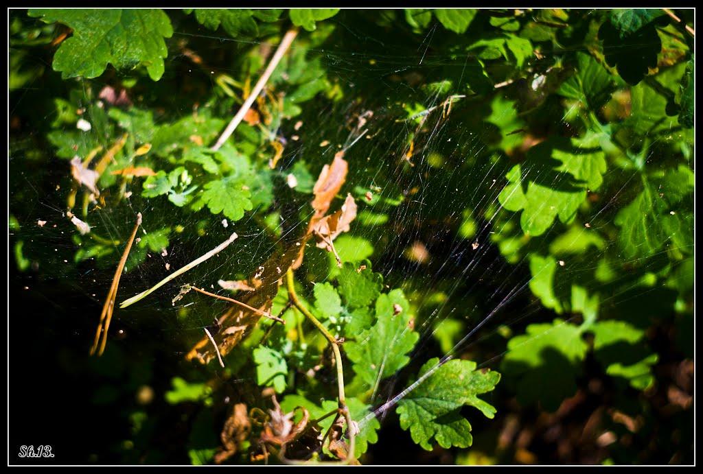 Мала Любаша з panoramio.com - Мала Любаша