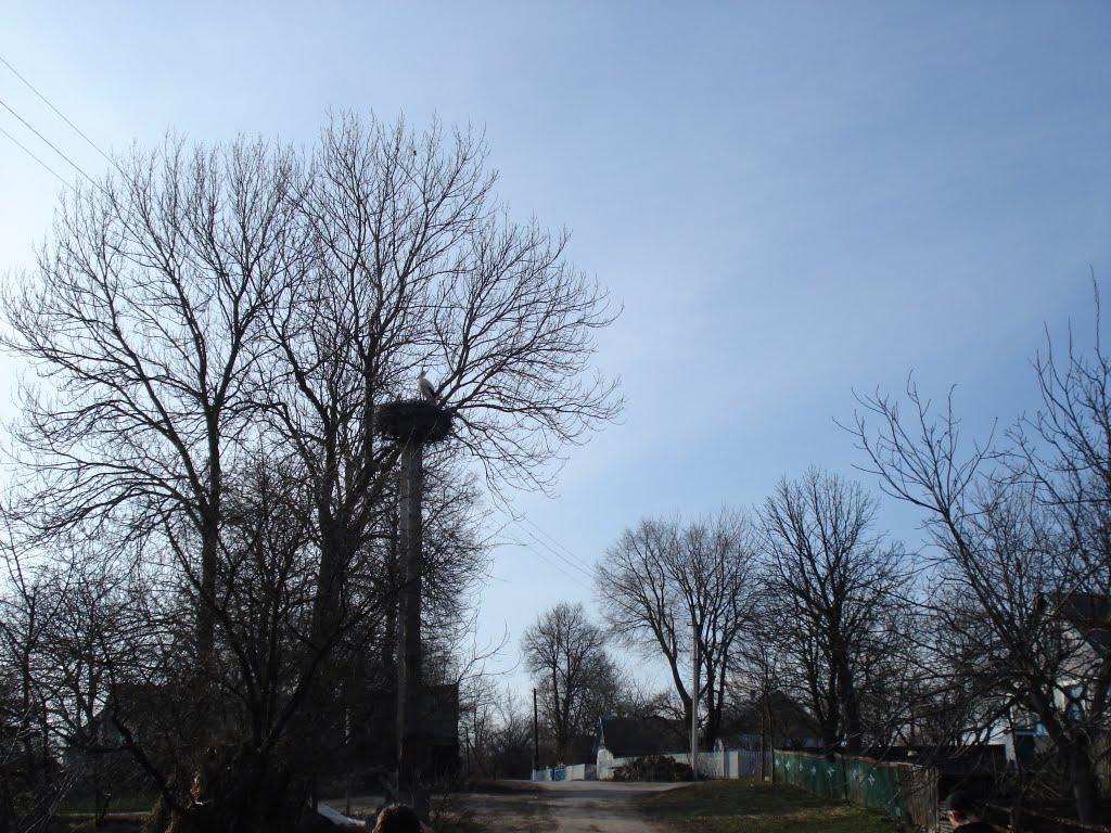 Сутківці з panoramio.com - Сутківці