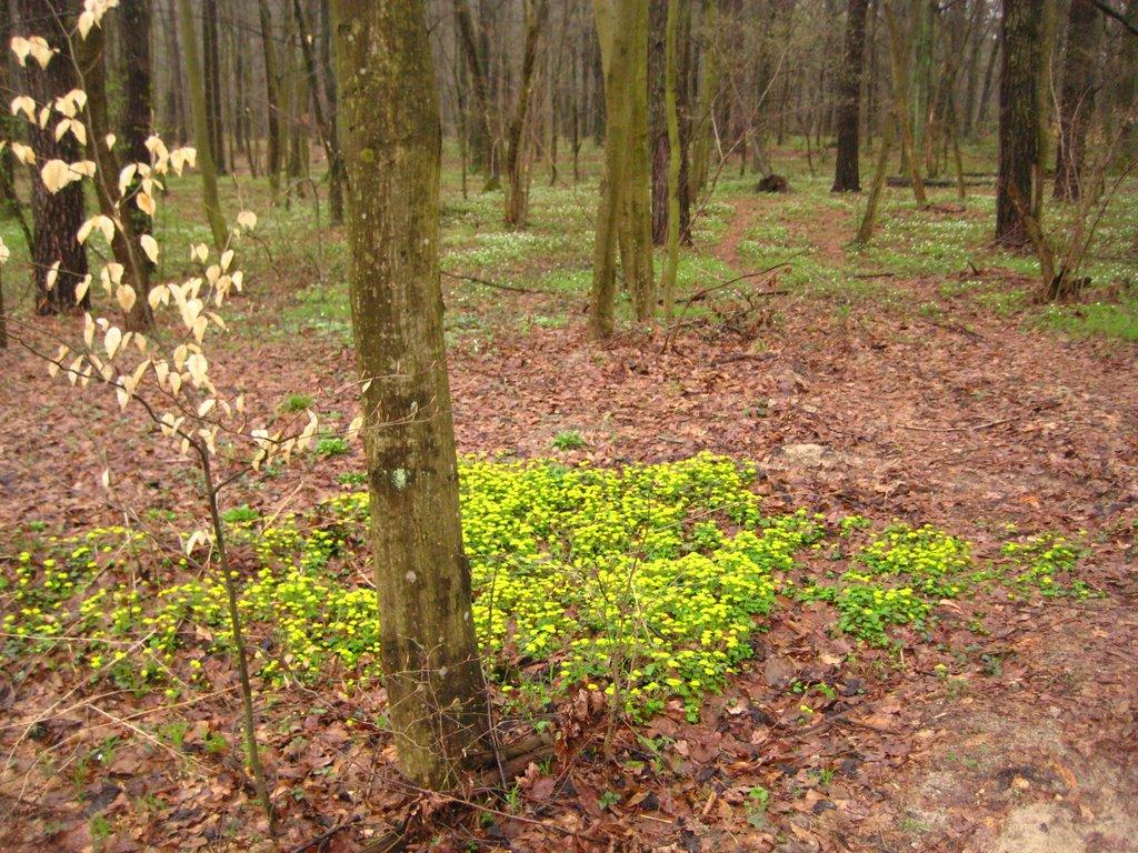 Лелехівка з panoramio.com - Lelekhivka