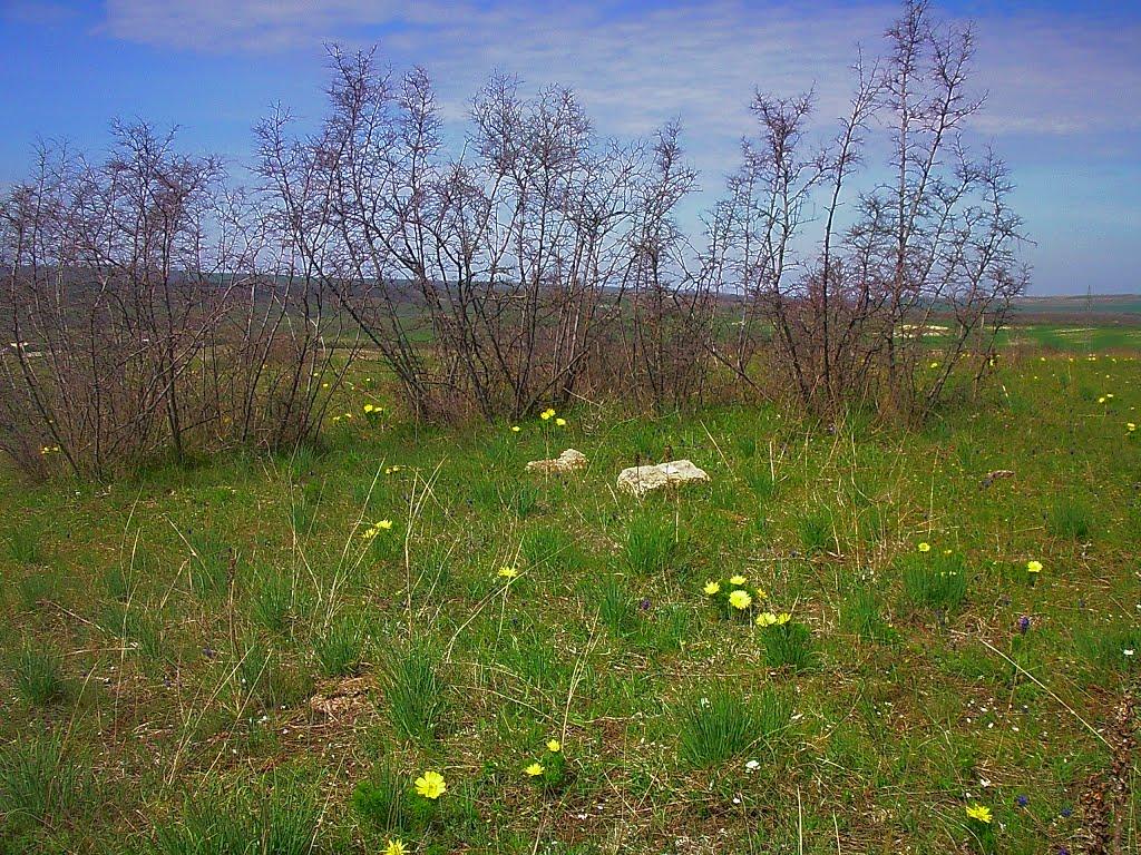 Приятне Свідання з panoramio.com - Приятне Свідання