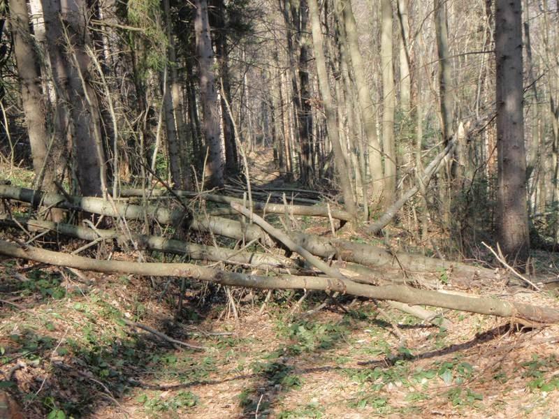 Вишка з panoramio.com - Vyshka