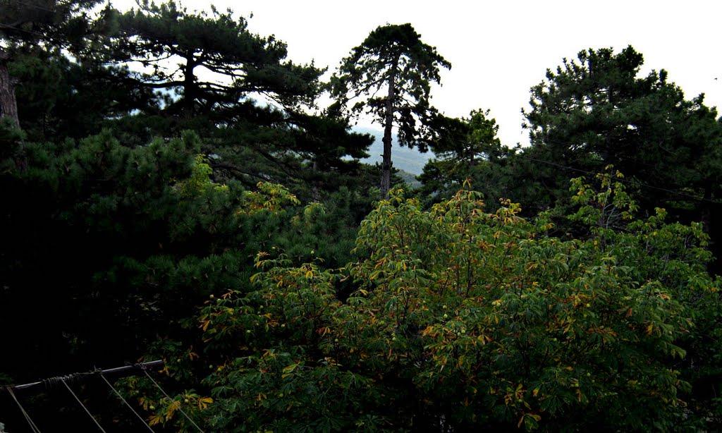 Совєтське з panoramio.com (ч.2) - Советское